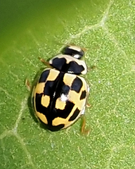 Propylea quatuordecimpunctata
