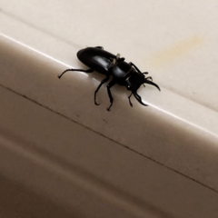 Dorcus rectus rectus