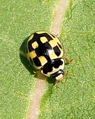 Propylea quatuordecimpunctata