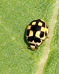 Propylea quatuordecimpunctata
