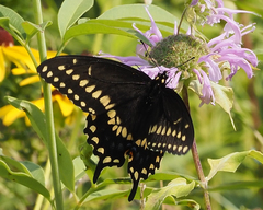 Papilio polyxenes