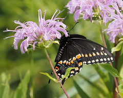 Papilio polyxenes