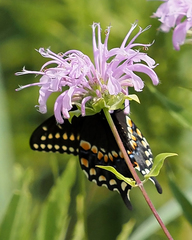 Papilio polyxenes