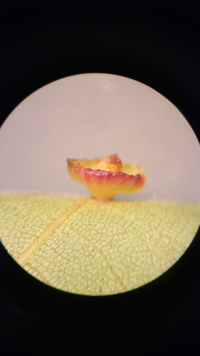 Caryomyia arcuata
