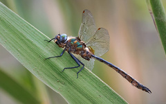 Somatochlora franklini