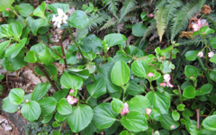 Begonia semperflorens-cultorum