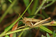 Stenocatantops splendens
