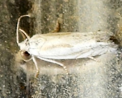 Eucosma pallidicostana