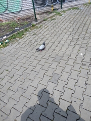 Columba livia domestica