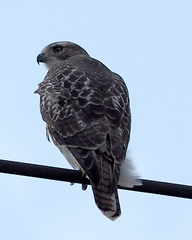 Buteo jamaicensis