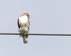 Buteo jamaicensis