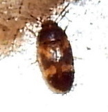 Litargus