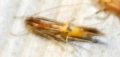 Cosmopterix quadrilineella
