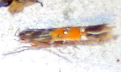 Cosmopterix quadrilineella