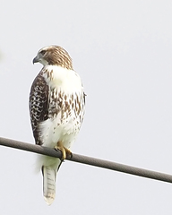 Buteo jamaicensis