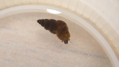 Potamopyrgus antipodarum