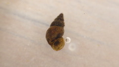 Potamopyrgus antipodarum