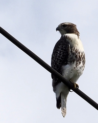 Buteo jamaicensis