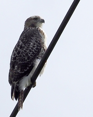 Buteo jamaicensis