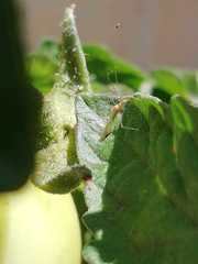 Metacanthus multispinus