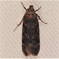Filatima