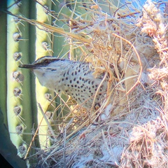 Campylorhynchus jocosus