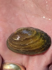 Toxolasma cylindrellum