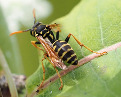 Polistes dominula