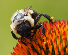 Bombus griseocollis