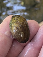 Toxolasma cylindrellum