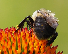 Bombus griseocollis
