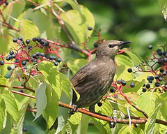 Sturnus vulgaris