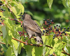 Sturnus vulgaris