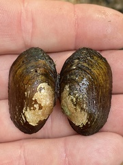 Toxolasma cylindrellum