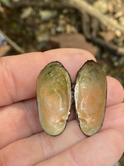 Toxolasma cylindrellum