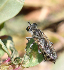 Laphystia