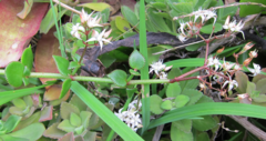 Crassula sarmentosa