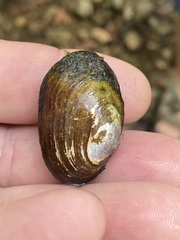 Toxolasma cylindrellum