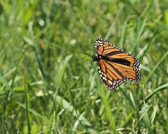 Danaus plexippus