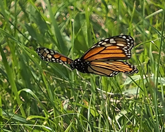 Danaus plexippus