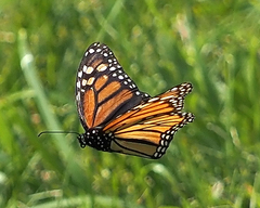 Danaus plexippus