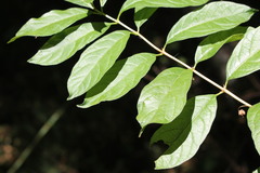 Lonicera involucrata