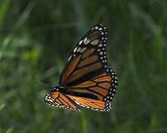 Danaus plexippus