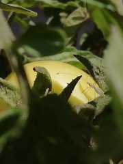 Metacanthus multispinus