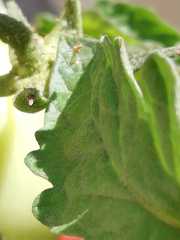 Metacanthus multispinus