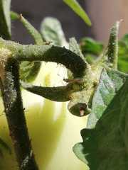 Metacanthus multispinus