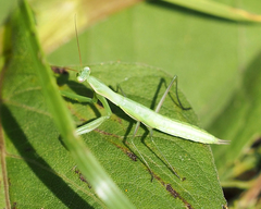 Mantis religiosa