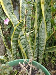 Sansevieria trifasciata