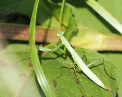 Mantis religiosa