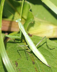 Mantis religiosa